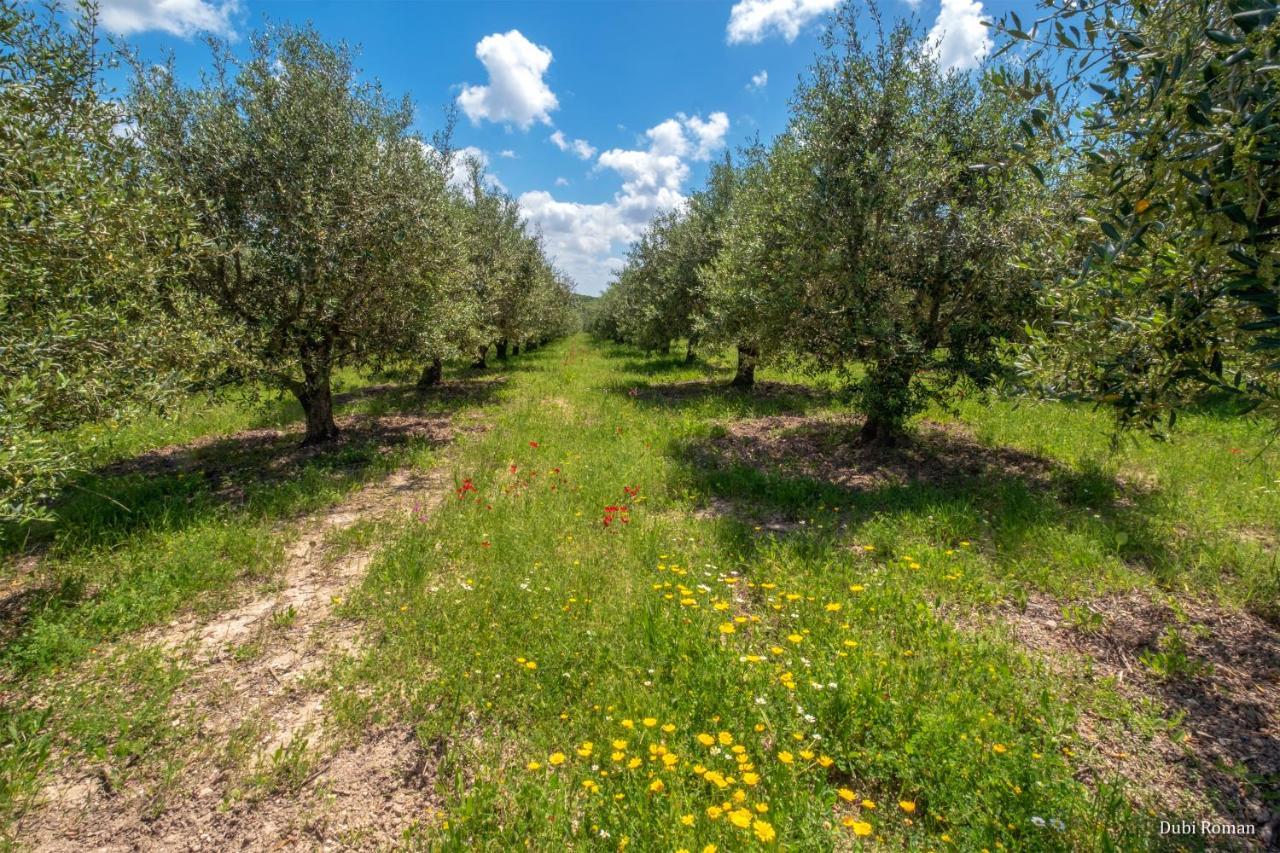 Amikam Meshek 81 משק 81 עמיקם Villa Bagian luar foto
