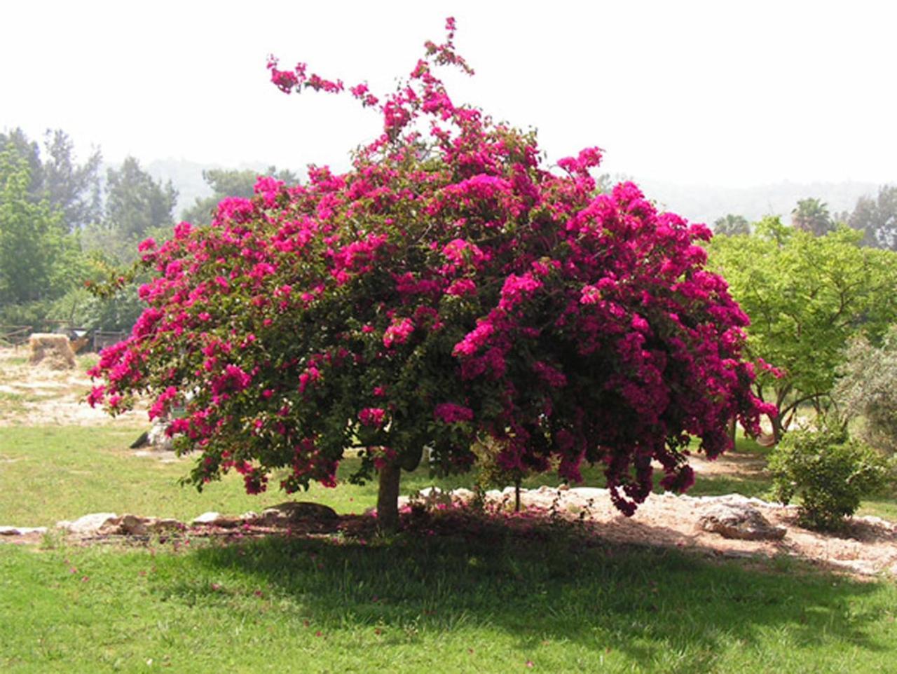 Amikam Meshek 81 משק 81 עמיקם Villa Bagian luar foto