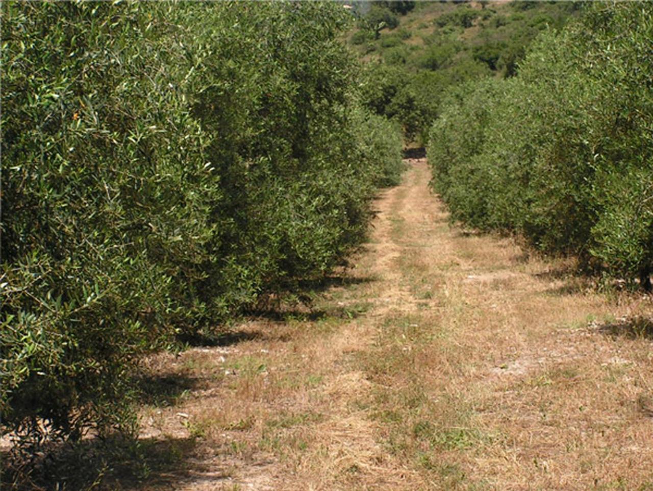 Amikam Meshek 81 משק 81 עמיקם Villa Bagian luar foto